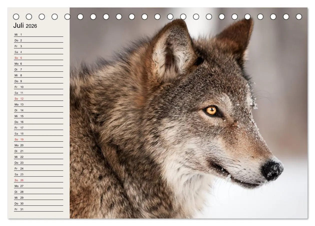 Bild: 9783457969625 | Wölfe. Verwegene Anmut (Tischkalender 2026 DIN A5 quer), CALVENDO...