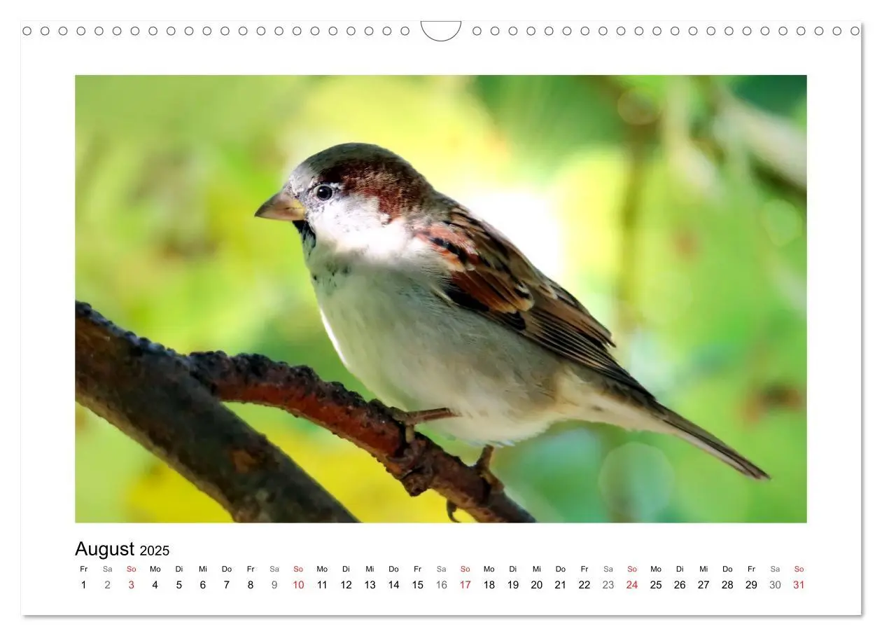 Bild: 9783435319725 | Gefiederte Gartengäste, Spatzenleben (Wandkalender 2025 DIN A3...