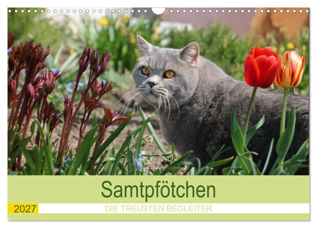 Cover: 9783569509825 | Samtpfötchen - Die treusten Begleiter 2027 (Wandkalender 2027 DIN...