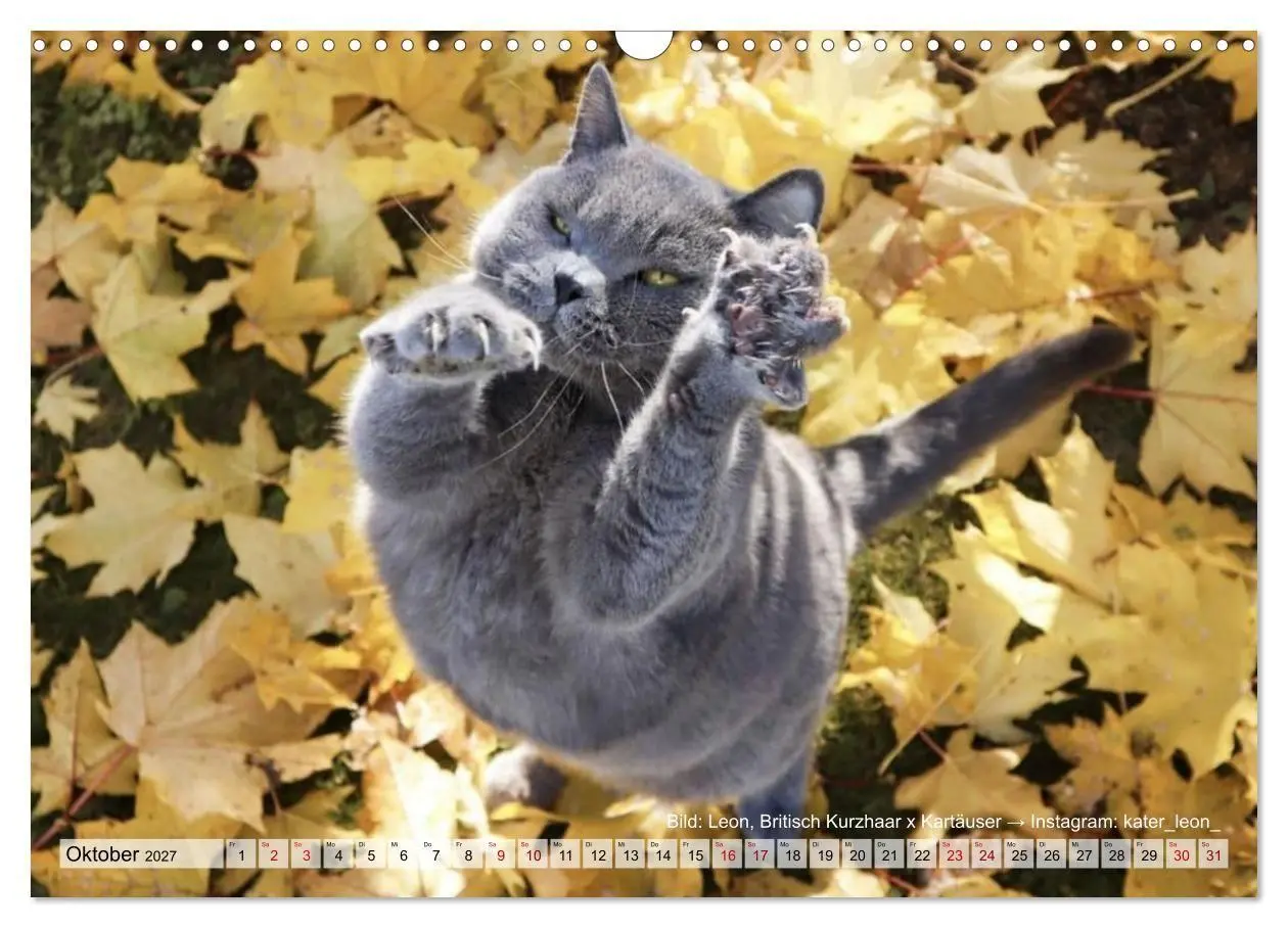 Bild: 9783569509825 | Samtpfötchen - Die treusten Begleiter 2027 (Wandkalender 2027 DIN...