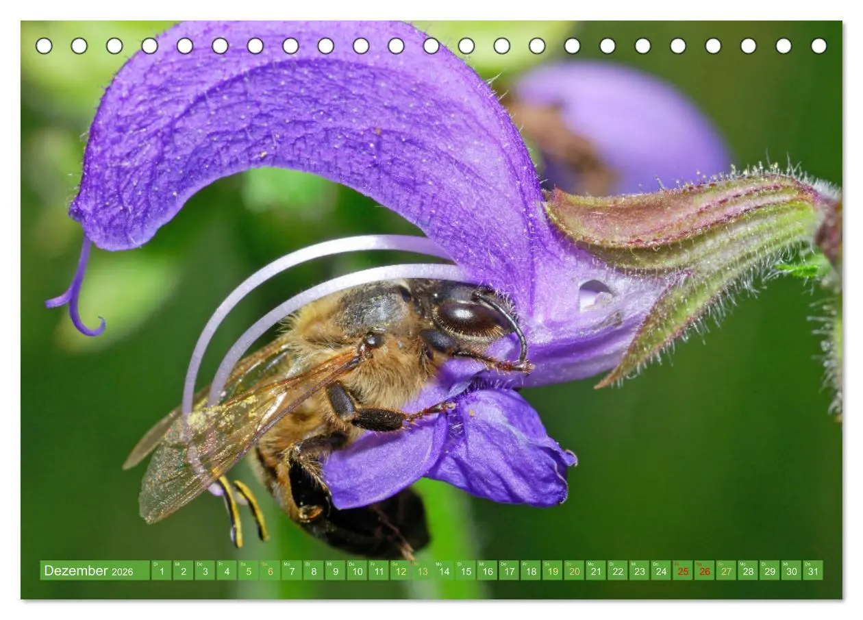 Bild: 9783457290026 | Der Imker: Leidenschaft für die Bienen (Tischkalender 2026 DIN A5...