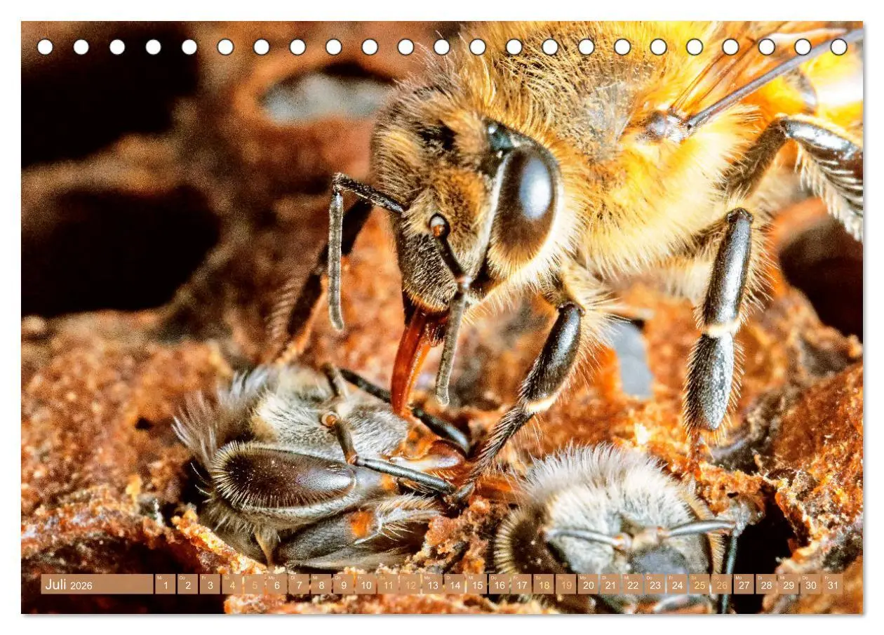 Bild: 9783457290026 | Der Imker: Leidenschaft für die Bienen (Tischkalender 2026 DIN A5...