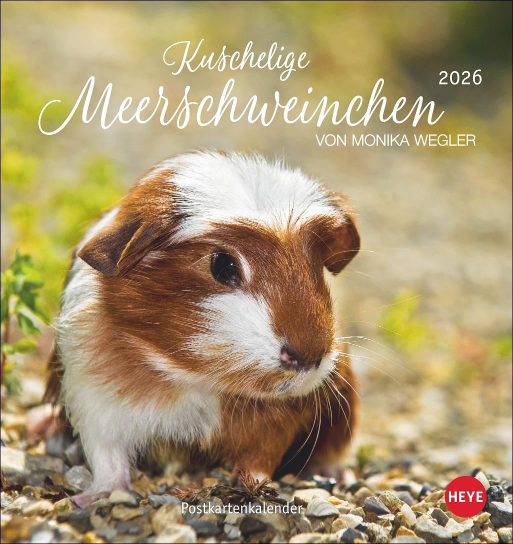 Cover: 9783756410026 | Kuschelige Meerschweinchen Postkartenkalender 2026 | Monika Wegler