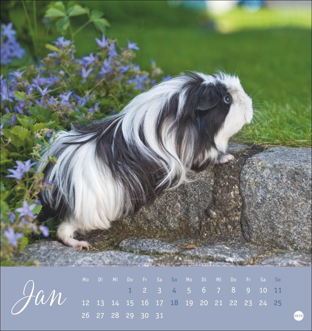 Bild: 9783756410026 | Kuschelige Meerschweinchen Postkartenkalender 2026 | Monika Wegler