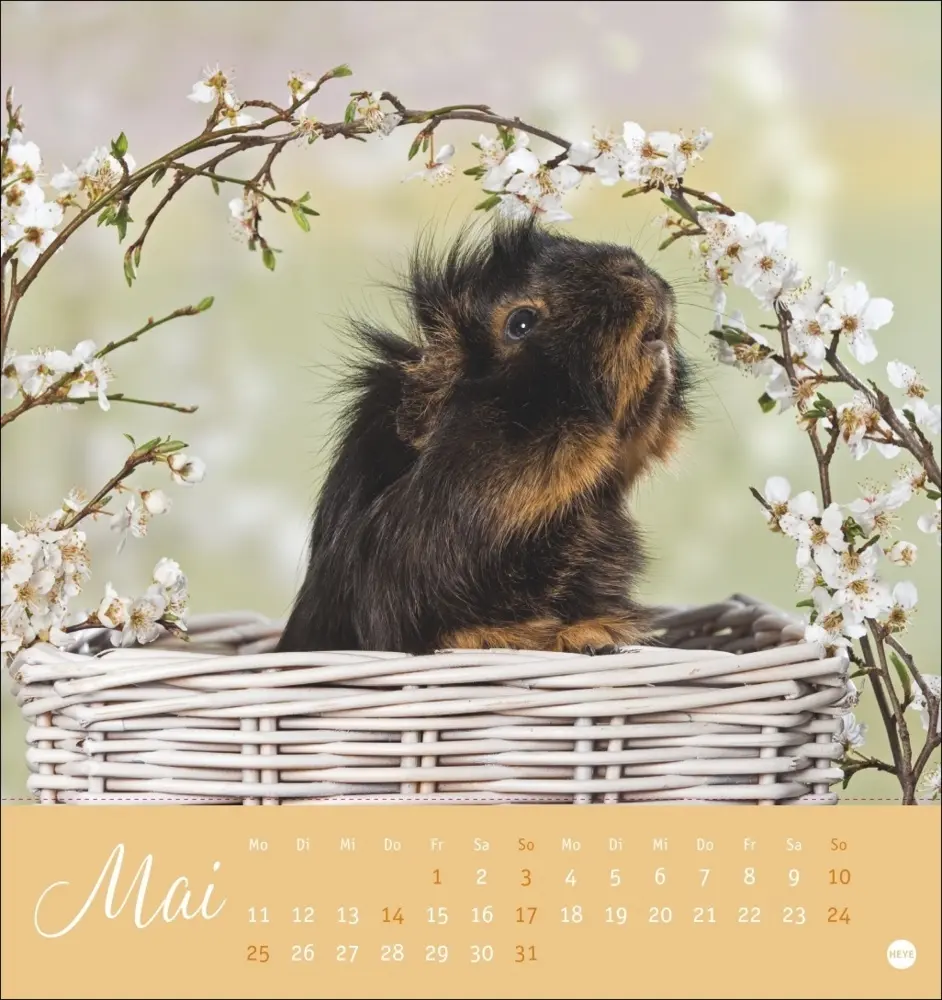 Bild: 9783756410026 | Kuschelige Meerschweinchen Postkartenkalender 2026 | Monika Wegler