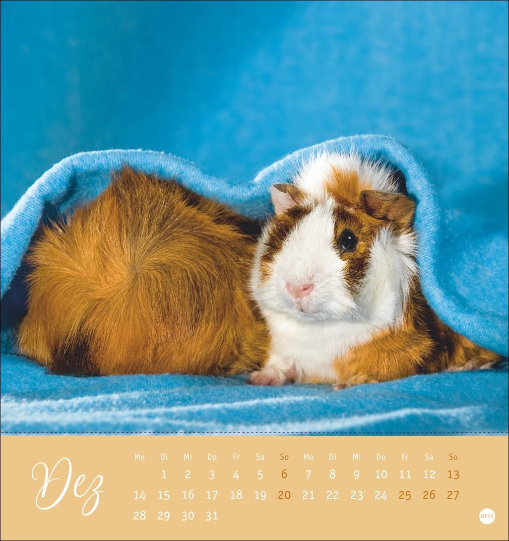 Bild: 9783756410026 | Kuschelige Meerschweinchen Postkartenkalender 2026 | Monika Wegler