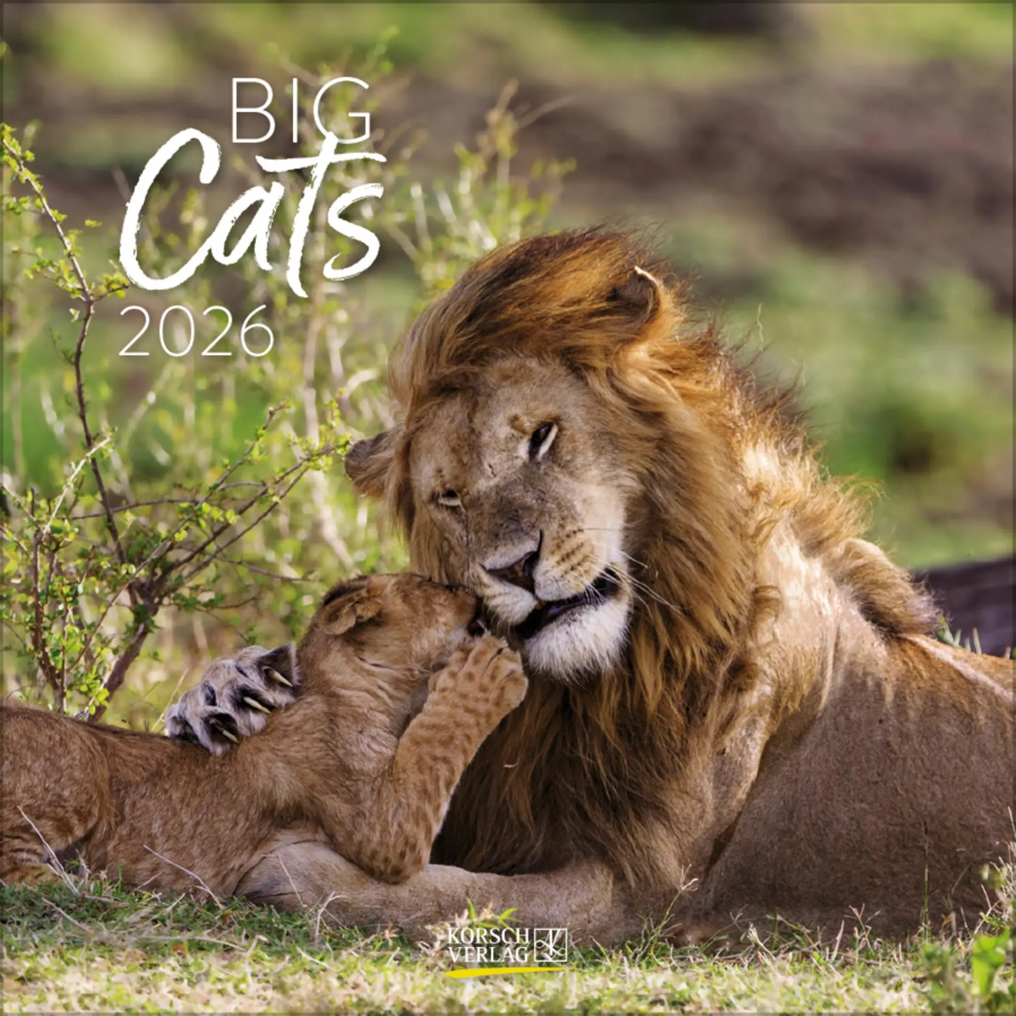 Cover: 9783731890126 | Big Cats 2026 | Verlag Korsch | Kalender | 13 S. | Deutsch | 2026