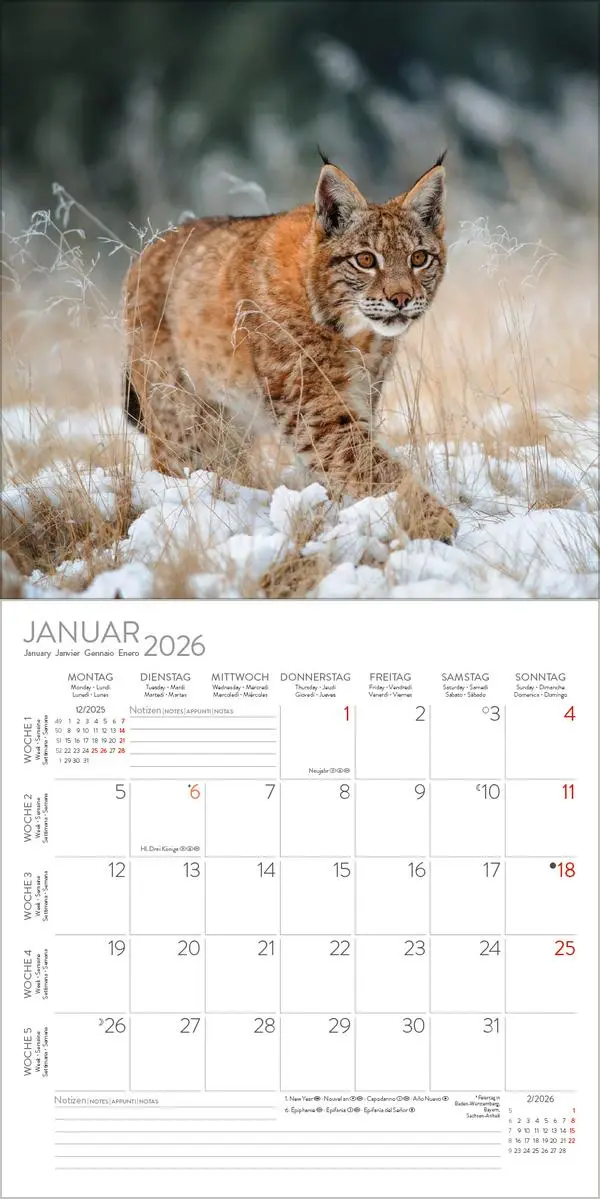 Bild: 9783731890126 | Big Cats 2026 | Verlag Korsch | Kalender | 13 S. | Deutsch | 2026