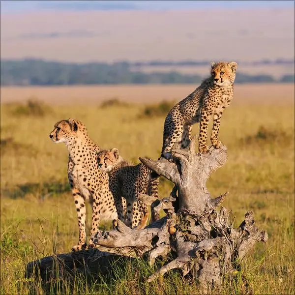 Bild: 9783731890126 | Big Cats 2026 | Verlag Korsch | Kalender | 13 S. | Deutsch | 2026