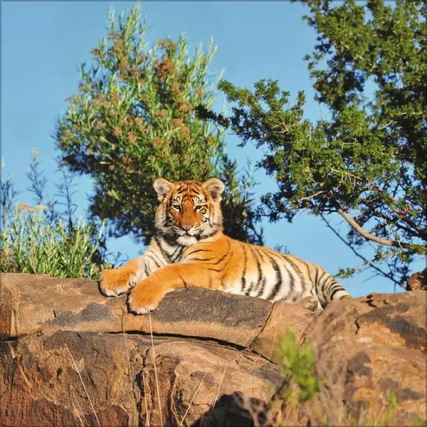 Bild: 9783731890126 | Big Cats 2026 | Verlag Korsch | Kalender | 13 S. | Deutsch | 2026