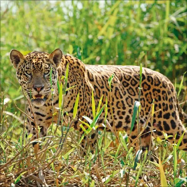 Bild: 9783731890126 | Big Cats 2026 | Verlag Korsch | Kalender | 13 S. | Deutsch | 2026