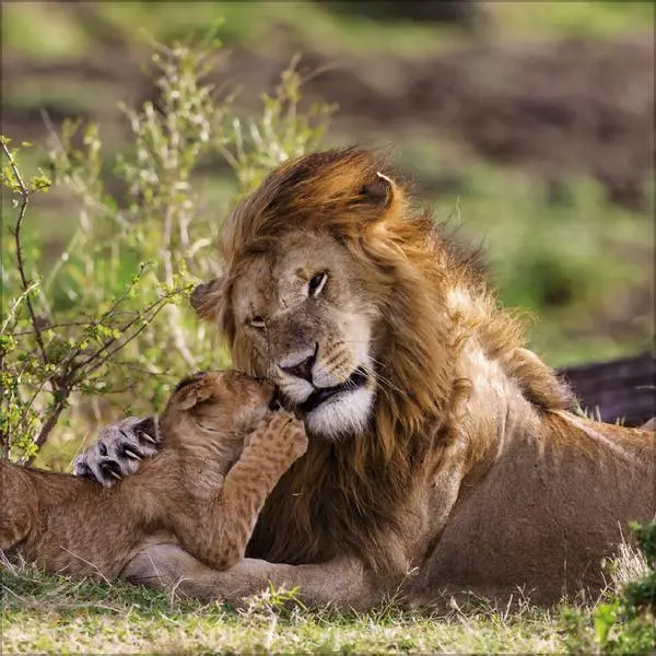 Bild: 9783731890126 | Big Cats 2026 | Verlag Korsch | Kalender | 13 S. | Deutsch | 2026