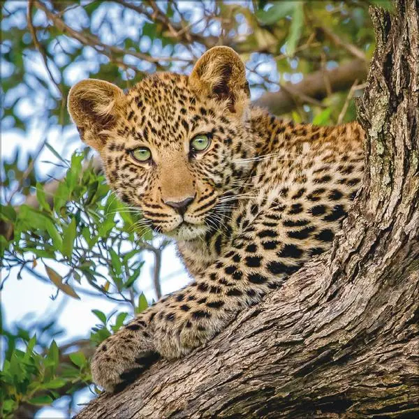 Bild: 9783731890126 | Big Cats 2026 | Verlag Korsch | Kalender | 13 S. | Deutsch | 2026