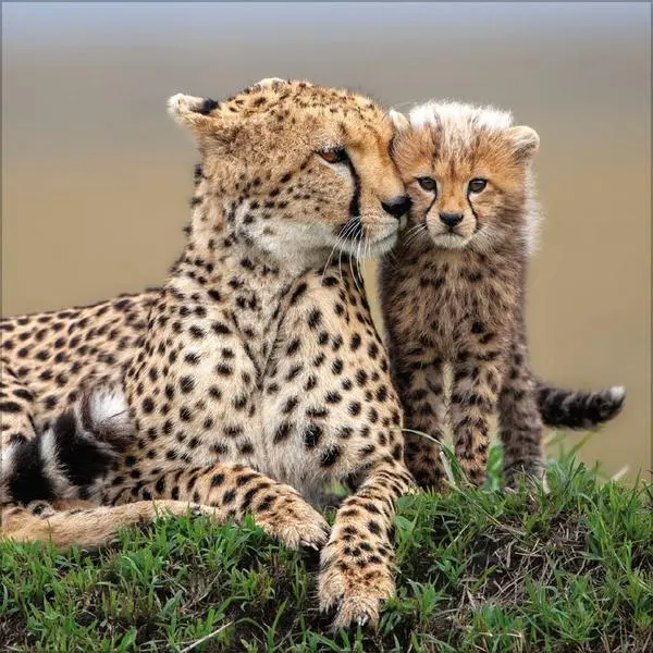 Bild: 9783731890126 | Big Cats 2026 | Verlag Korsch | Kalender | 13 S. | Deutsch | 2026