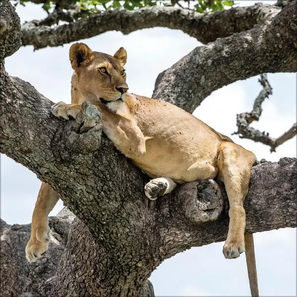 Bild: 9783731890126 | Big Cats 2026 | Verlag Korsch | Kalender | 13 S. | Deutsch | 2026