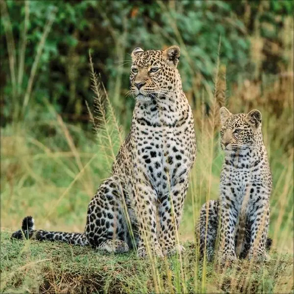 Bild: 9783731890126 | Big Cats 2026 | Verlag Korsch | Kalender | 13 S. | Deutsch | 2026