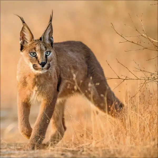 Bild: 9783731890126 | Big Cats 2026 | Verlag Korsch | Kalender | 13 S. | Deutsch | 2026