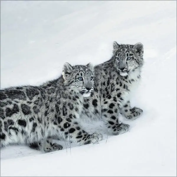 Bild: 9783731890126 | Big Cats 2026 | Verlag Korsch | Kalender | 13 S. | Deutsch | 2026