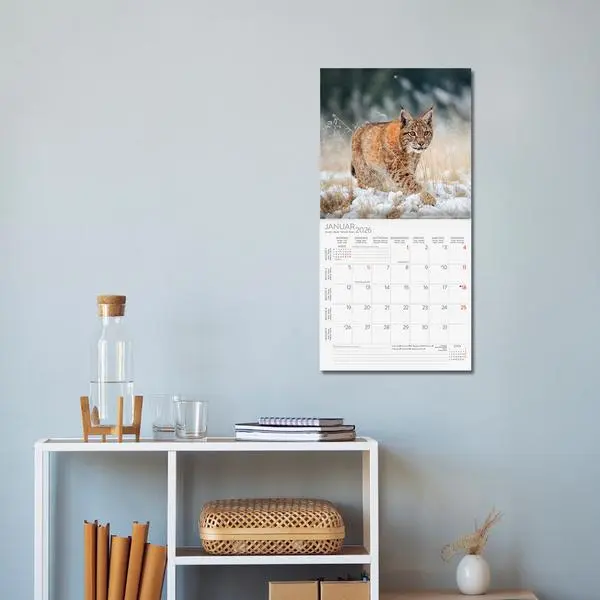 Bild: 9783731890126 | Big Cats 2026 | Verlag Korsch | Kalender | 13 S. | Deutsch | 2026