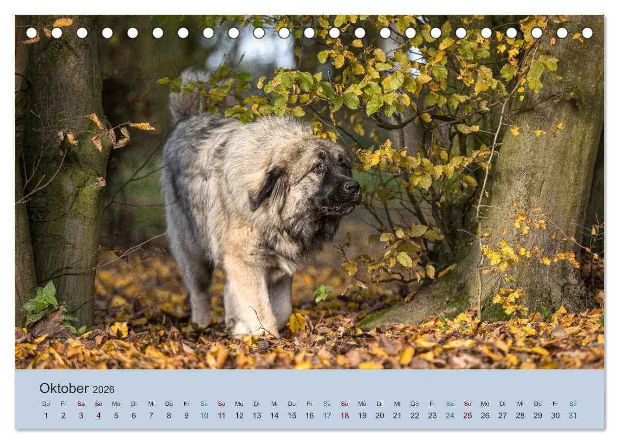Bild: 9783457630426 | Kaukasischer Owtscharka (Tischkalender 2026 DIN A5 quer), CALVENDO...