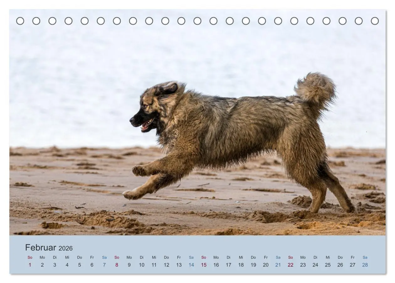 Bild: 9783457630426 | Kaukasischer Owtscharka (Tischkalender 2026 DIN A5 quer), CALVENDO...