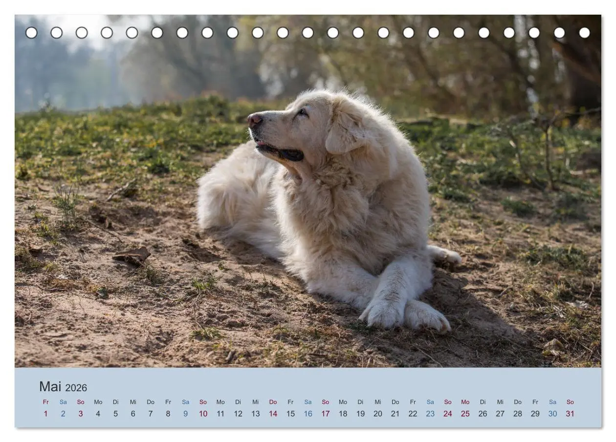 Bild: 9783457630426 | Kaukasischer Owtscharka (Tischkalender 2026 DIN A5 quer), CALVENDO...