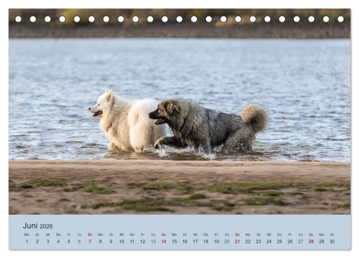 Bild: 9783457630426 | Kaukasischer Owtscharka (Tischkalender 2026 DIN A5 quer), CALVENDO...