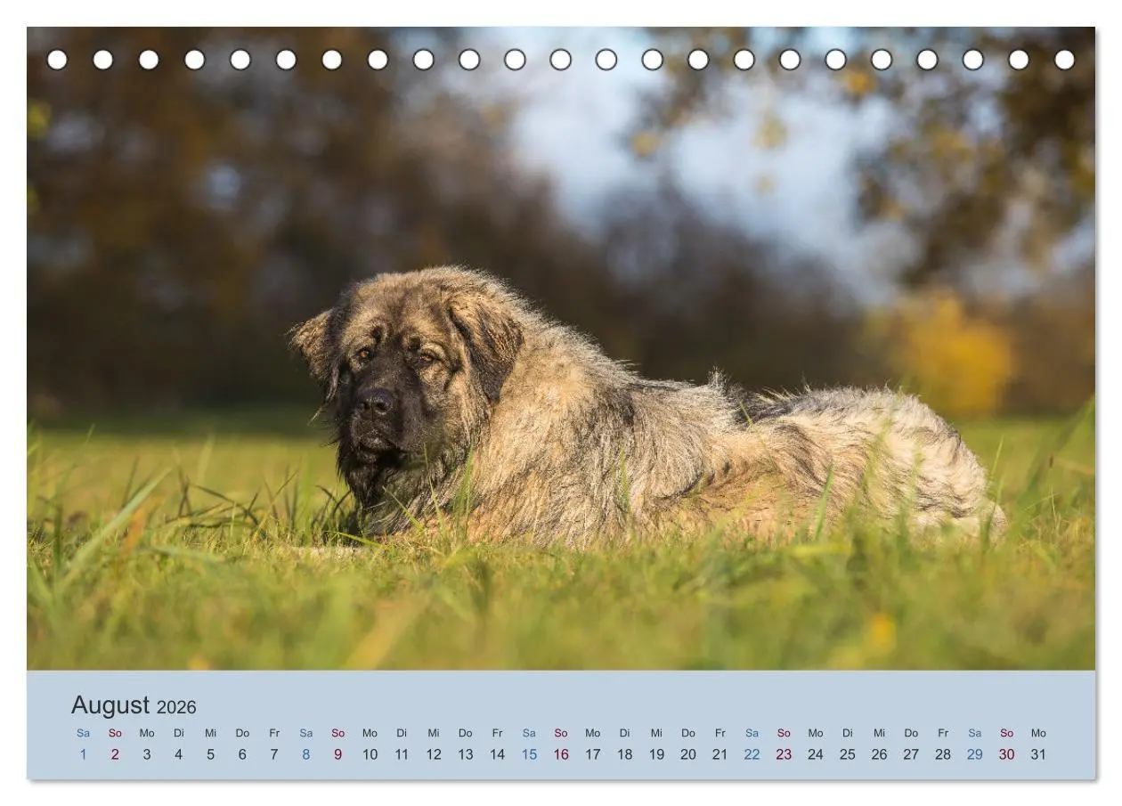 Bild: 9783457630426 | Kaukasischer Owtscharka (Tischkalender 2026 DIN A5 quer), CALVENDO...