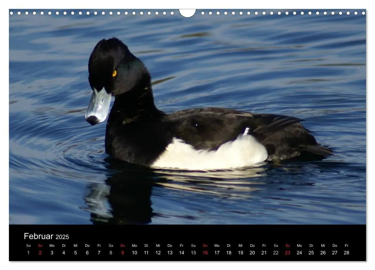 Bild: 9783435840526 | Das Leben der Enten (Wandkalender 2025 DIN A3 quer), CALVENDO...