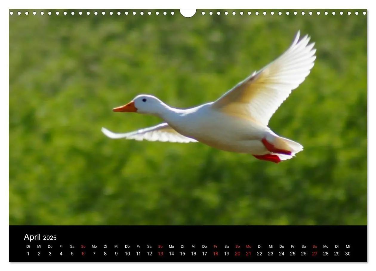 Bild: 9783435840526 | Das Leben der Enten (Wandkalender 2025 DIN A3 quer), CALVENDO...