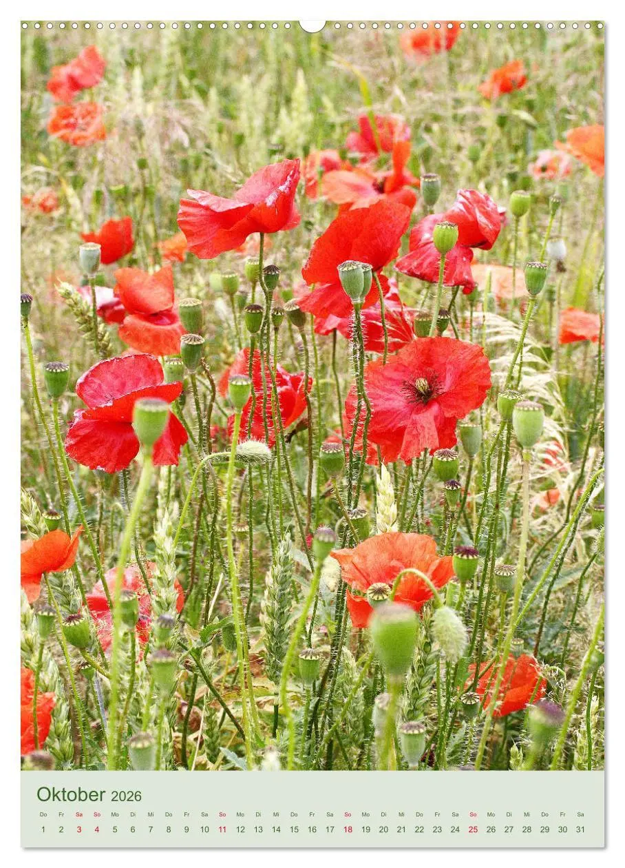 Bild: 9783516400526 | Mohn im Feld (Wandkalender 2026 DIN A2 hoch), CALVENDO Monatskalender