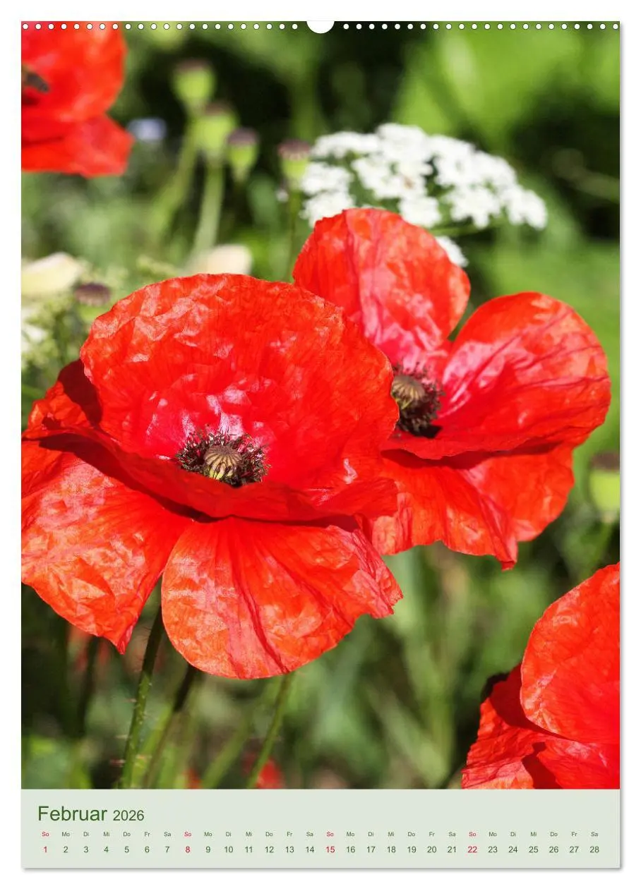 Bild: 9783516400526 | Mohn im Feld (Wandkalender 2026 DIN A2 hoch), CALVENDO Monatskalender