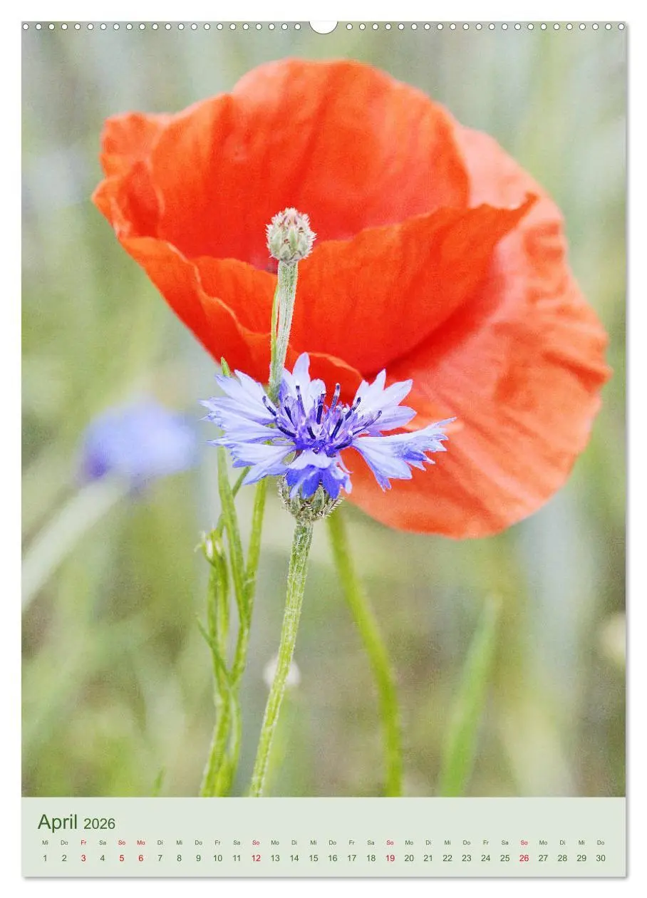Bild: 9783516400526 | Mohn im Feld (Wandkalender 2026 DIN A2 hoch), CALVENDO Monatskalender