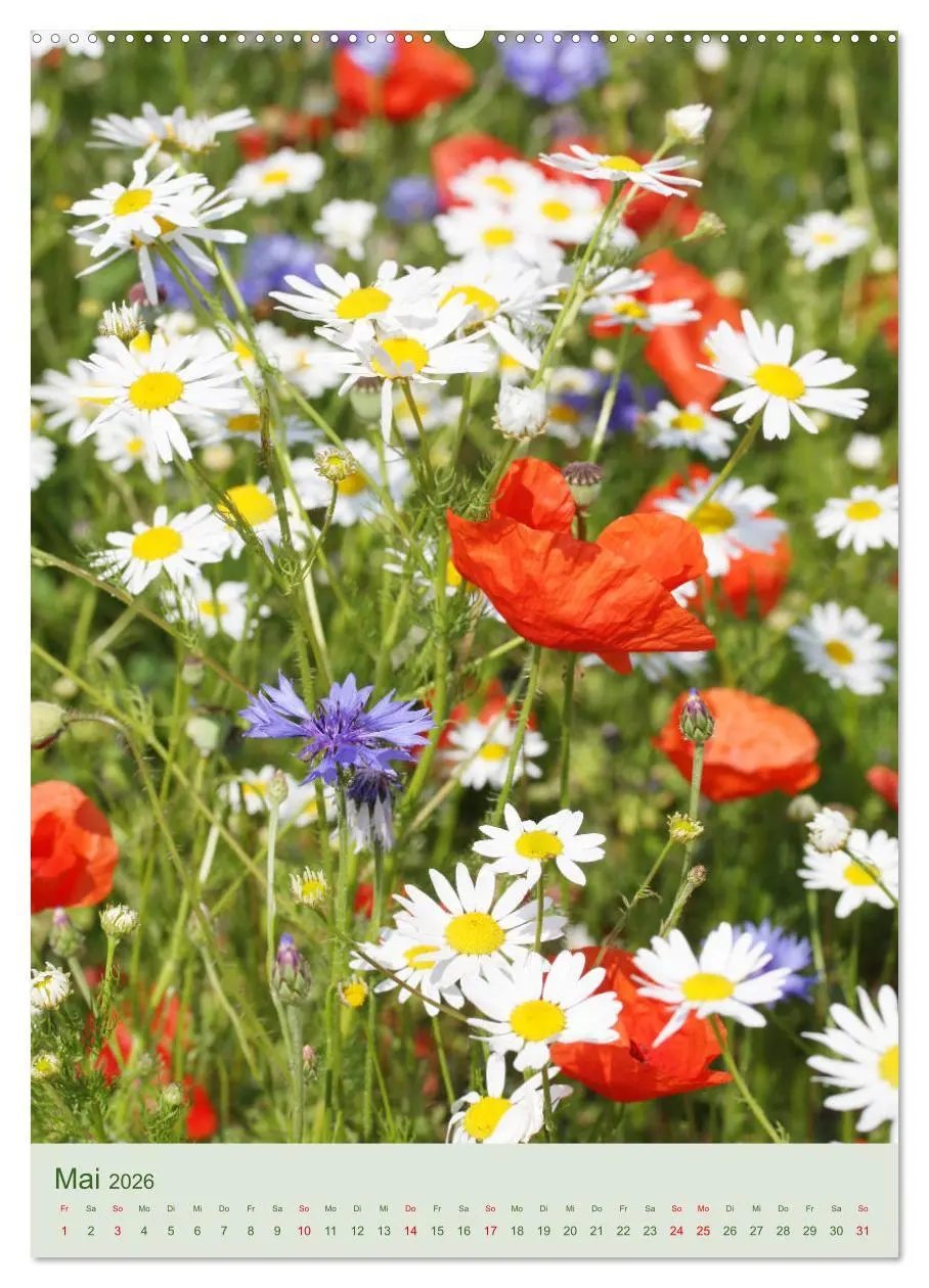 Bild: 9783516400526 | Mohn im Feld (Wandkalender 2026 DIN A2 hoch), CALVENDO Monatskalender