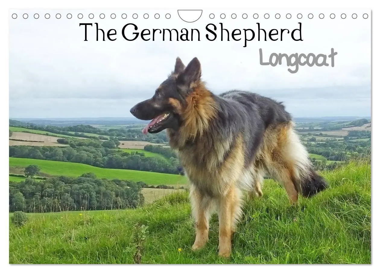 Cover: 9783516570526 | The German Shepherd Longcoat (Wall Calendar 2026 DIN A4 landscape),...