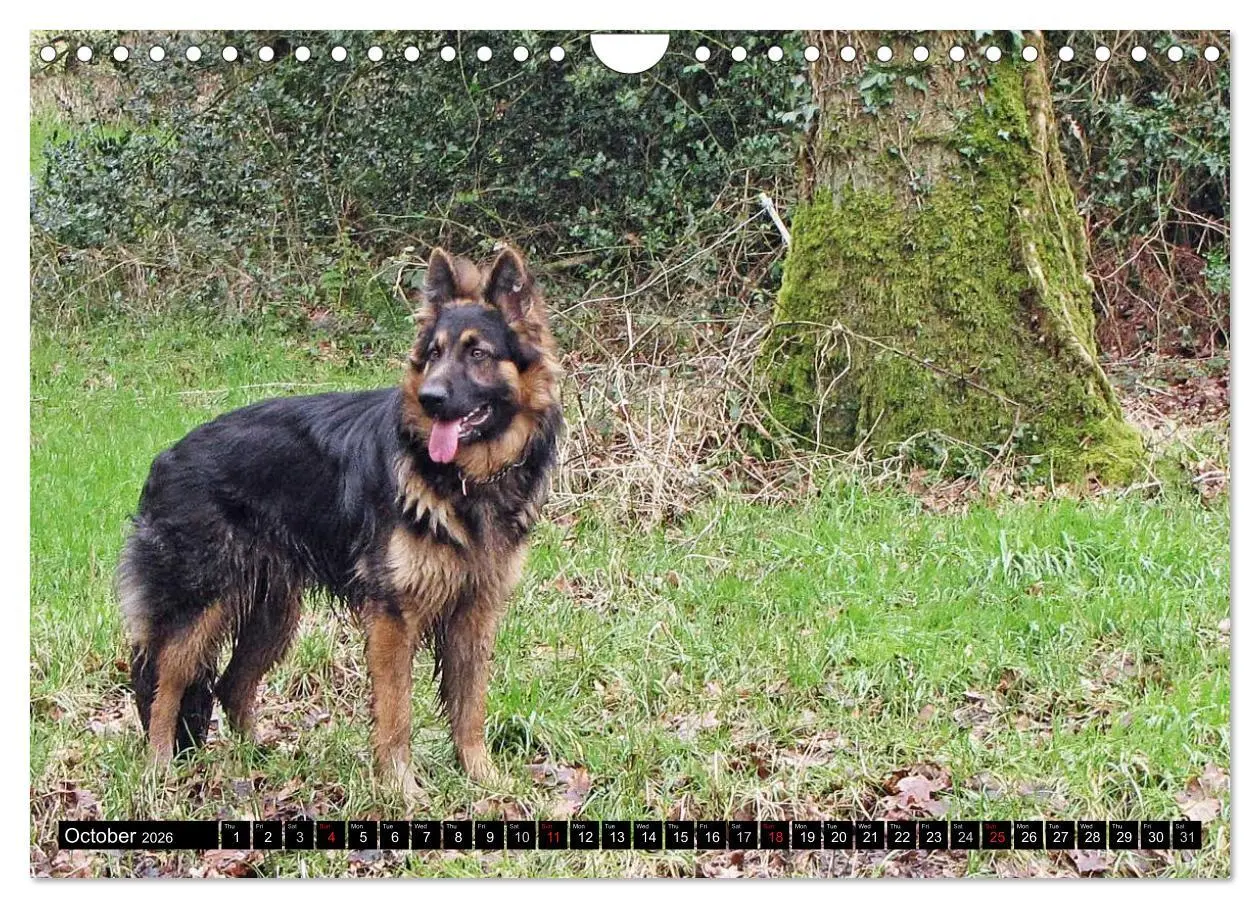 Bild: 9783516570526 | The German Shepherd Longcoat (Wall Calendar 2026 DIN A4 landscape),...