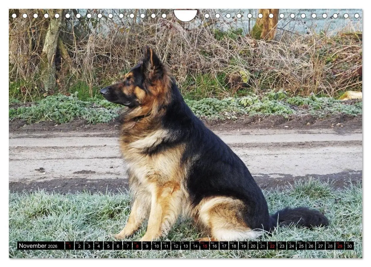 Bild: 9783516570526 | The German Shepherd Longcoat (Wall Calendar 2026 DIN A4 landscape),...