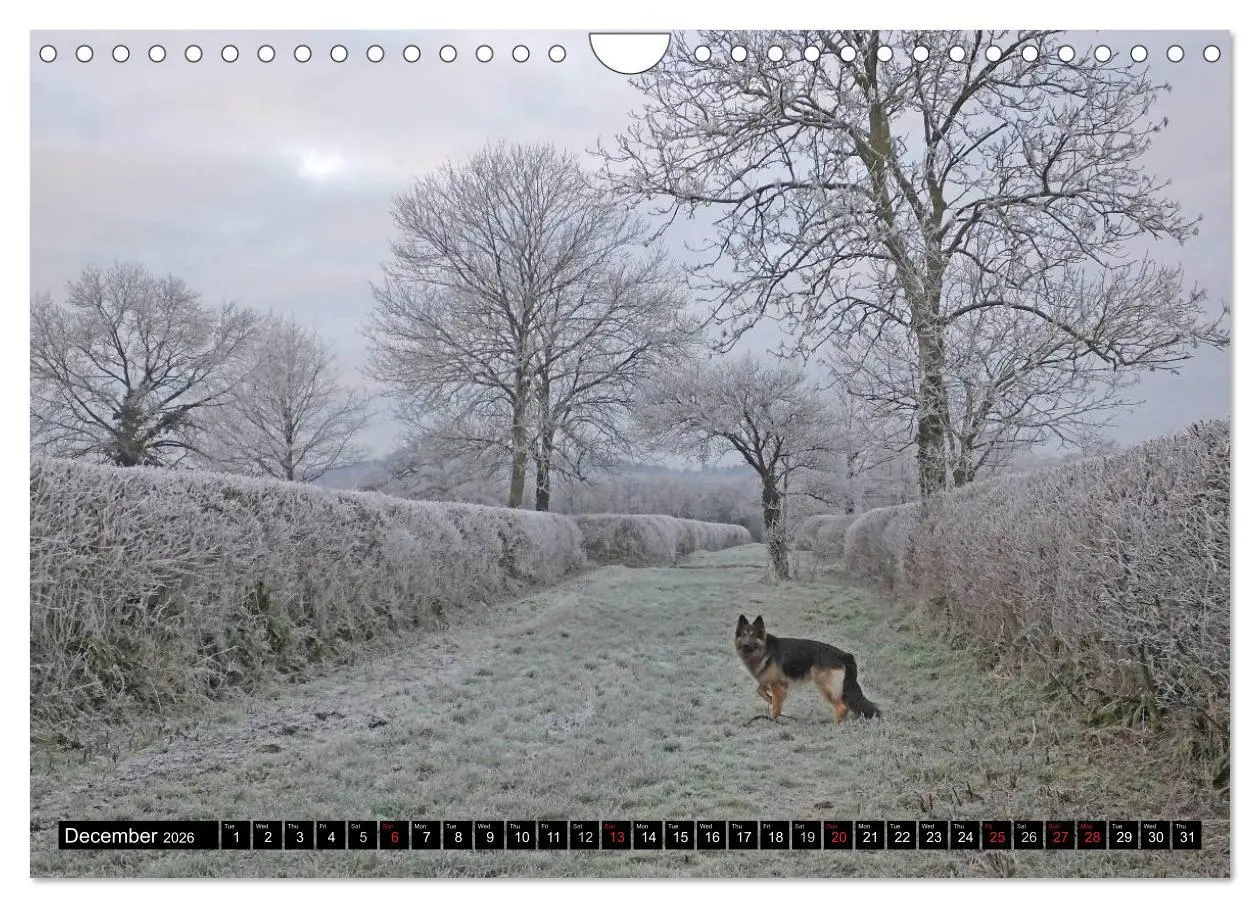 Bild: 9783516570526 | The German Shepherd Longcoat (Wall Calendar 2026 DIN A4 landscape),...