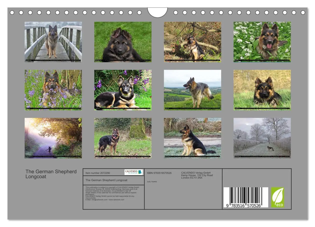 Bild: 9783516570526 | The German Shepherd Longcoat (Wall Calendar 2026 DIN A4 landscape),...