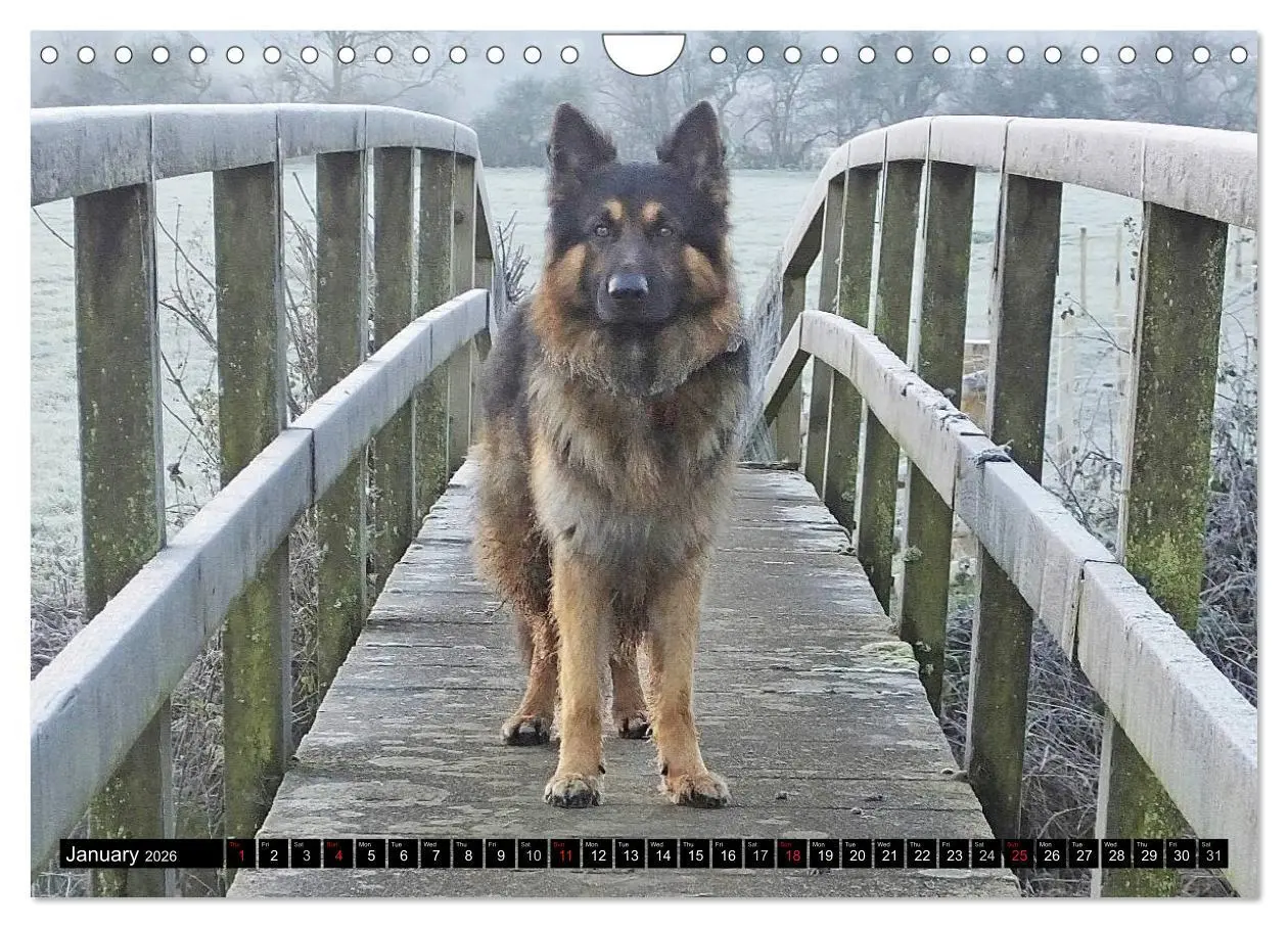 Bild: 9783516570526 | The German Shepherd Longcoat (Wall Calendar 2026 DIN A4 landscape),...