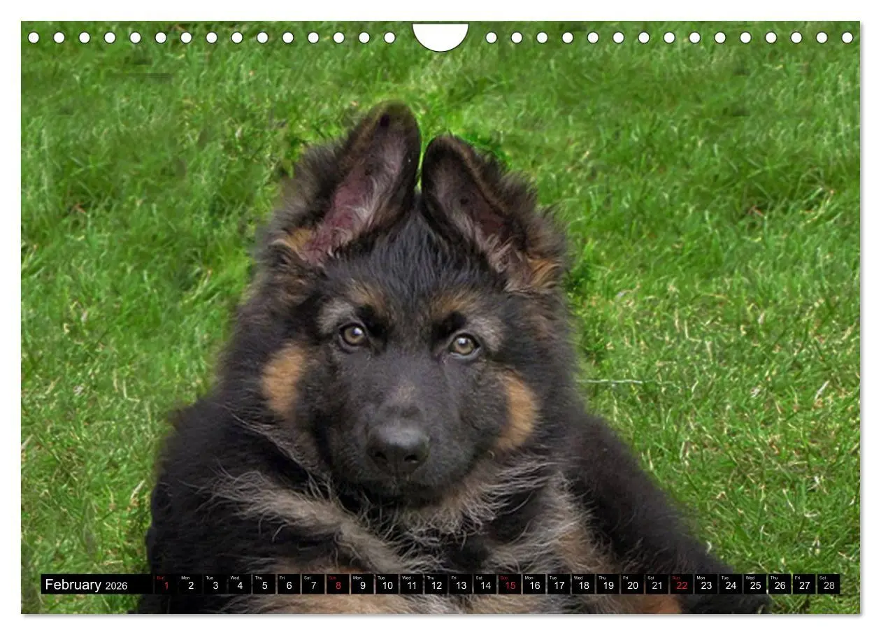 Bild: 9783516570526 | The German Shepherd Longcoat (Wall Calendar 2026 DIN A4 landscape),...
