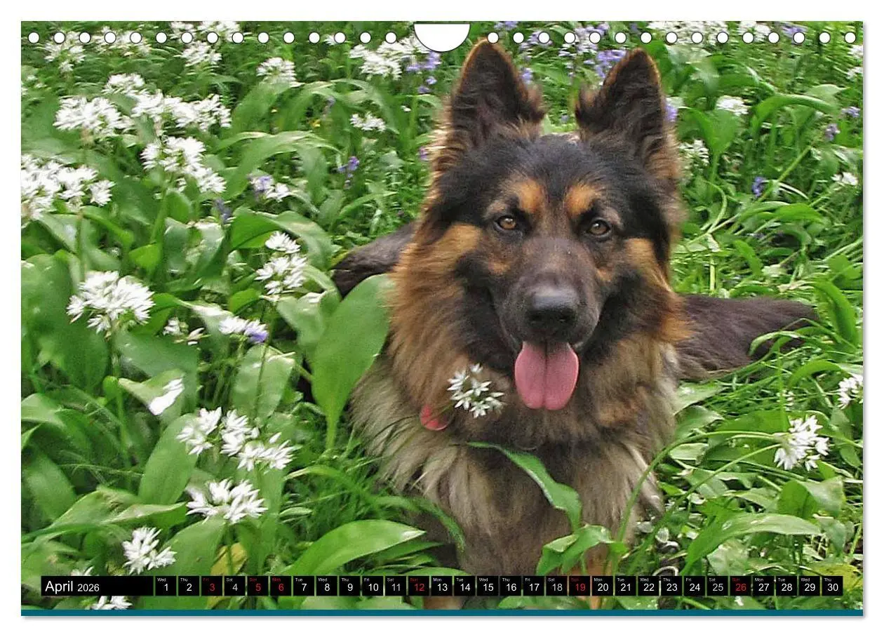 Bild: 9783516570526 | The German Shepherd Longcoat (Wall Calendar 2026 DIN A4 landscape),...