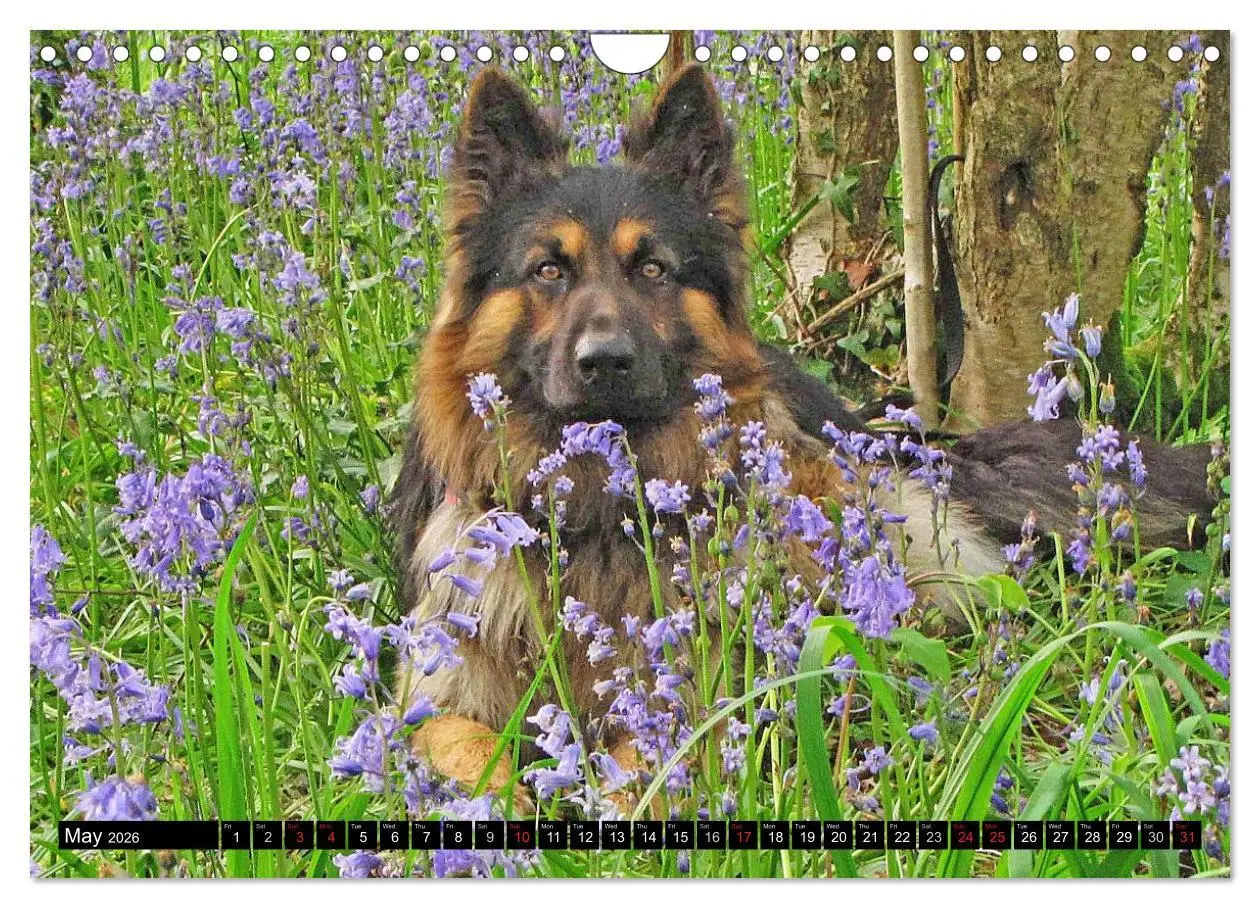 Bild: 9783516570526 | The German Shepherd Longcoat (Wall Calendar 2026 DIN A4 landscape),...