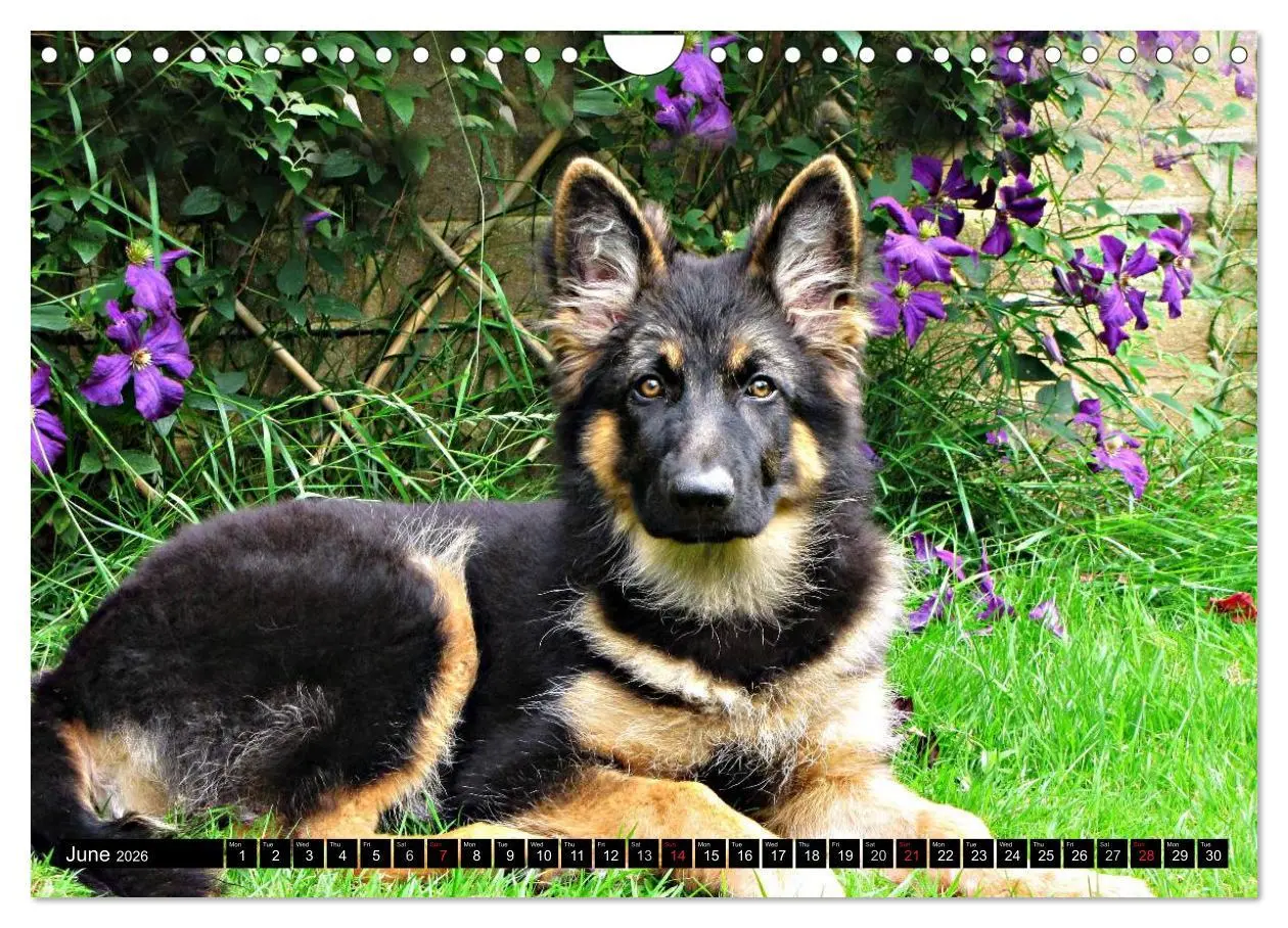 Bild: 9783516570526 | The German Shepherd Longcoat (Wall Calendar 2026 DIN A4 landscape),...