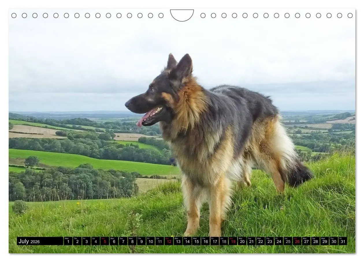 Bild: 9783516570526 | The German Shepherd Longcoat (Wall Calendar 2026 DIN A4 landscape),...