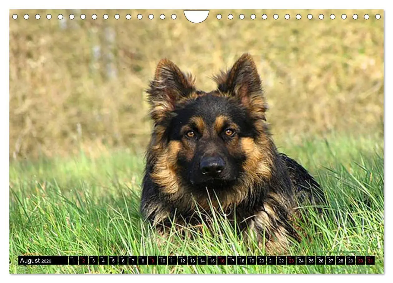 Bild: 9783516570526 | The German Shepherd Longcoat (Wall Calendar 2026 DIN A4 landscape),...