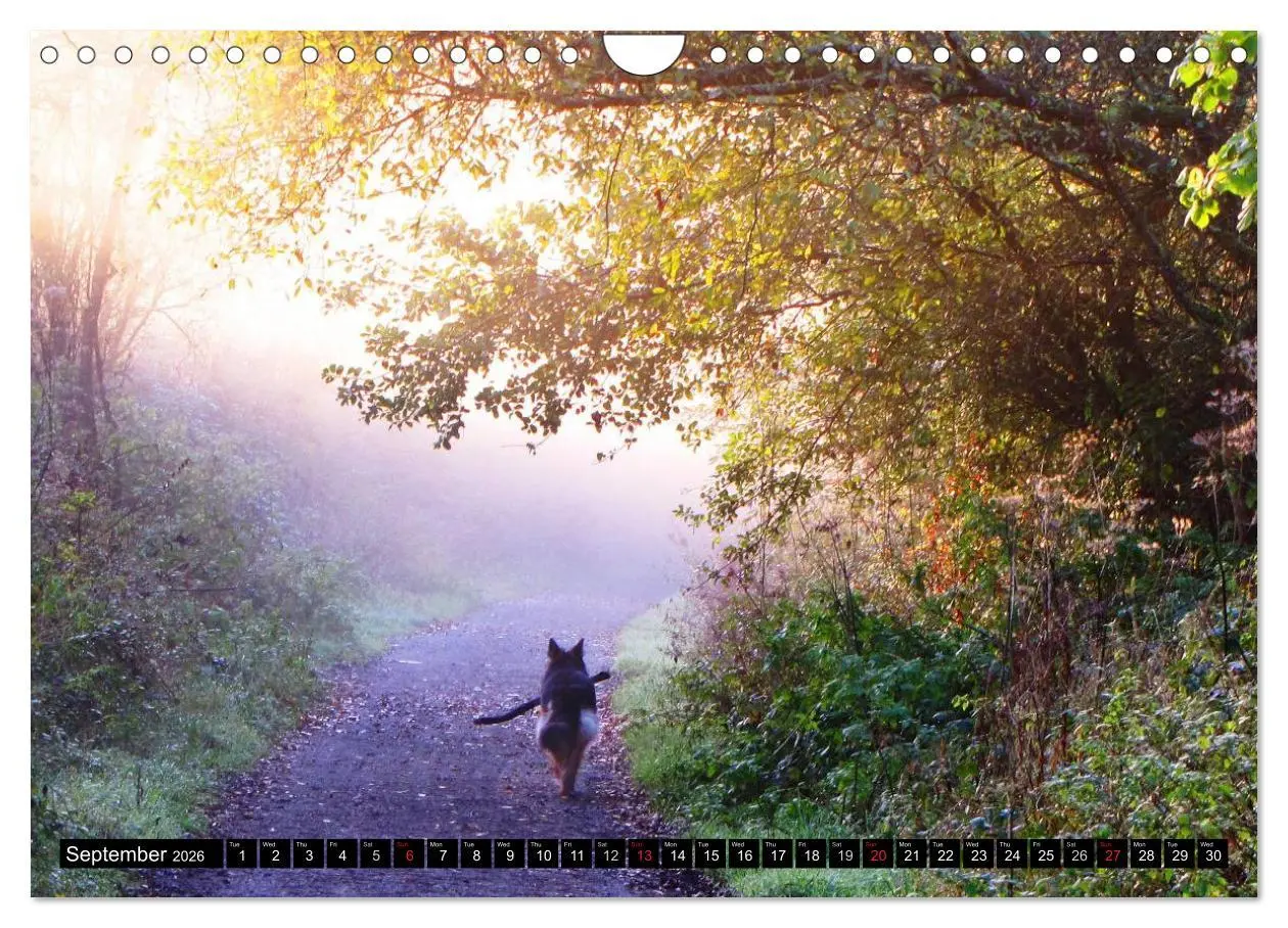 Bild: 9783516570526 | The German Shepherd Longcoat (Wall Calendar 2026 DIN A4 landscape),...