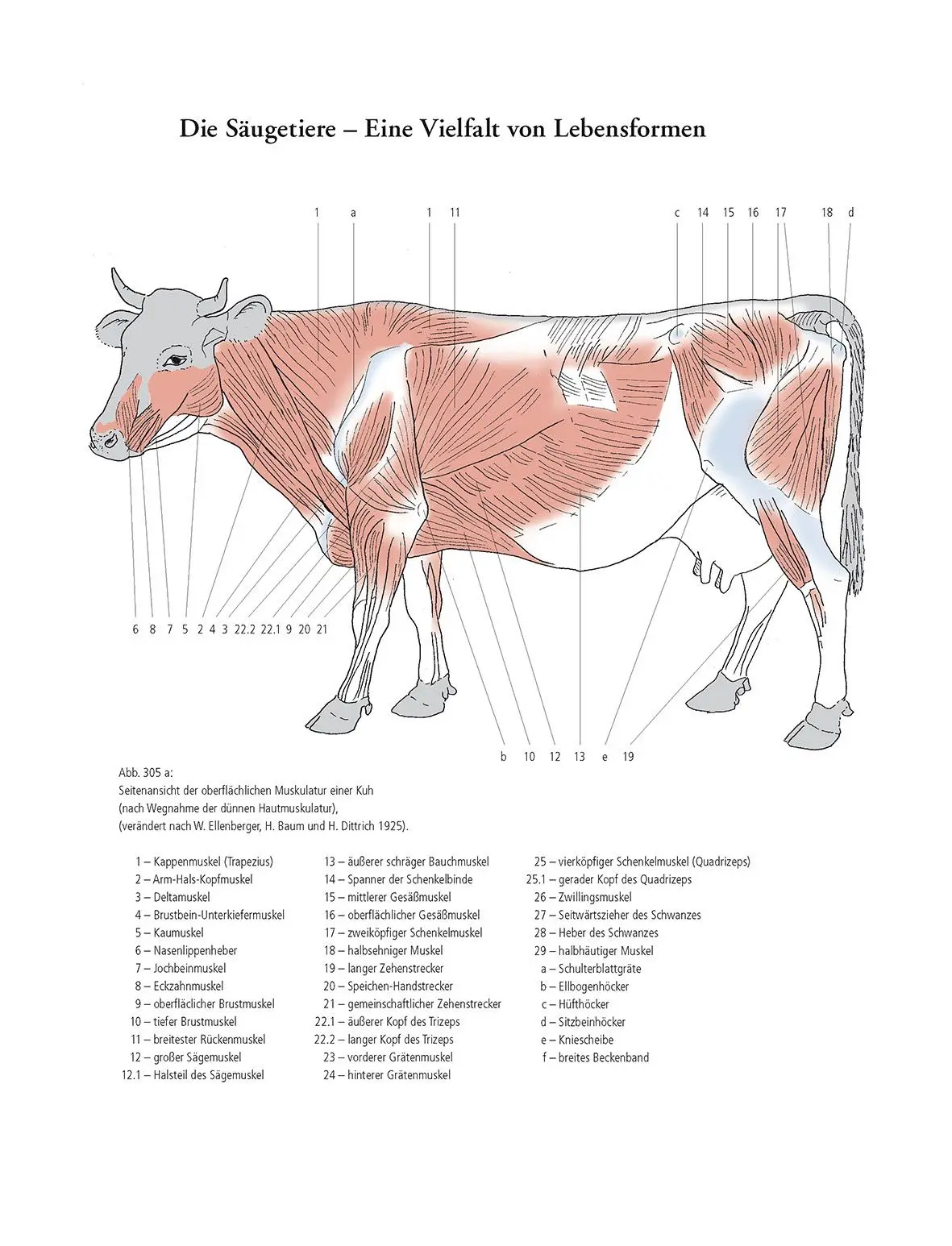 Bild: 9783968490526 | Gestalt und Anatomie | Ein Leitfaden für den bildnerischen Weg | Buch