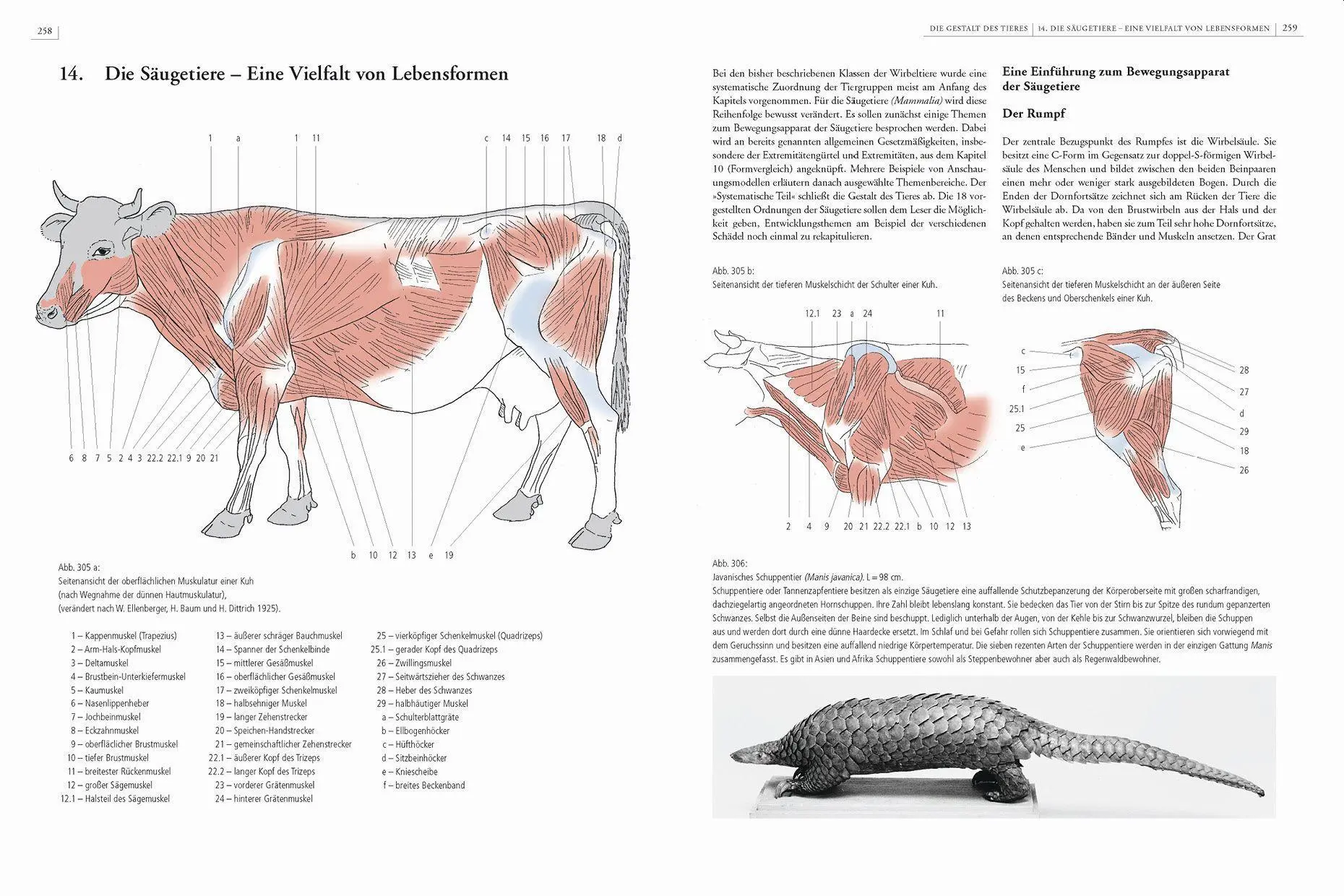 Bild: 9783968490526 | Gestalt und Anatomie | Ein Leitfaden für den bildnerischen Weg | Buch