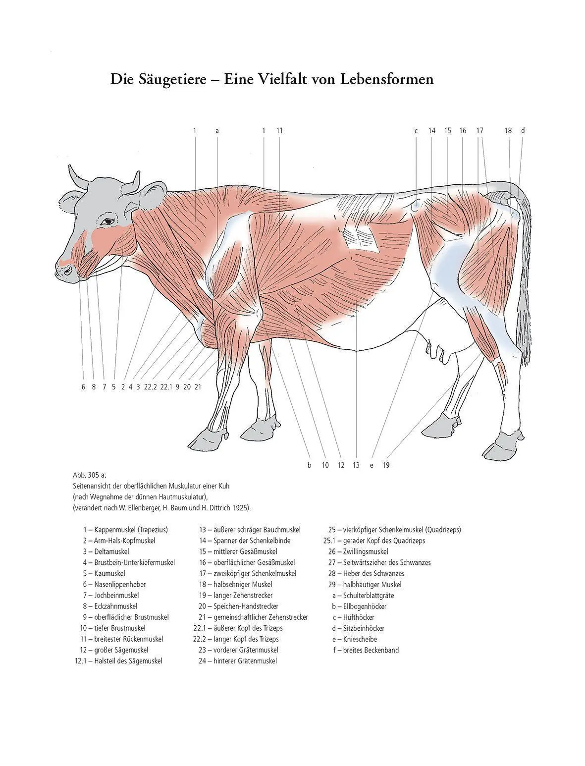 Bild: 9783968490526 | Gestalt und Anatomie | Ein Leitfaden für den bildnerischen Weg | Buch